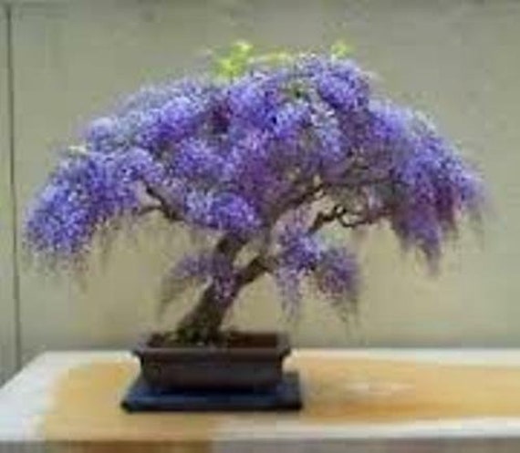 300 Empress Tree Seeds: Paulownia Tomentosa, Bonsai Tree Free UK Delivery !  - Etsy Israel