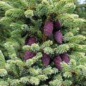 Può includere: Primo piano di un albero conifero con pigne viola. L'albero ha aghi verdi e le pigne sono raggruppate.