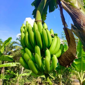Yunnan Banana Tree Seeds - Musa Yunnanensis - 25 Seeds