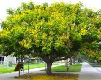 5 semillas de árbol de lluvia dorada - Koelreuteria Paniculata ¡Entrega gratuita en el Reino Unido!