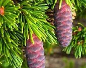 20 x mountain hemlock (tsuga mertensiana) seeds.