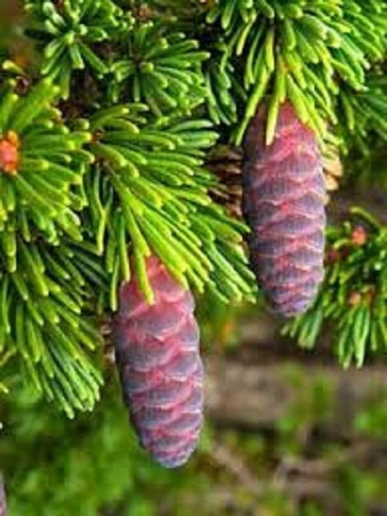 20 x mountain hemlock tsuga mertensiana seeds. image 1