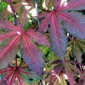 Op de afbeelding: Close-up van een Japanse esdoorn met levendige rode, paarse en groene bladeren. De bladeren hebben een delicate, kant-achtige textuur.