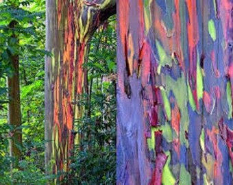 Carta Di Betulla, Betula Papyrifera, 150 Albero Semi (Veloce, Hardy, Fall Color - Foto 6