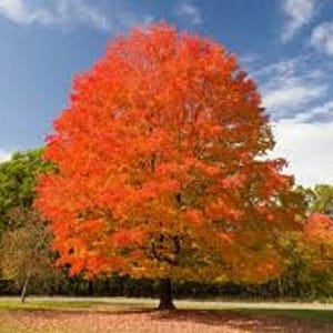 50 Zucker-Ahorn Baumsamen: Acer Saccharum, Herbstlaub Kostenlose UK Lieferung!