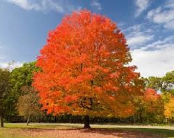 50 Sugar Maple Tree Seeds: Acer Saccharum, Fall Foliage Free UK Delivery !