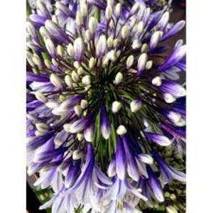 Agapanthus &#39;Feuerwerk&#39; 5 SAMEN. Schmucklilie Bicolor Schmuckstaude