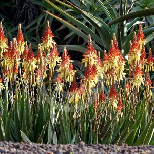 5 x aloe cryptopoda seeds image 3