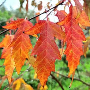 以下が含まれることがあります： 木の枝に鮮やかな赤とオレンジ色の紅葉のクローズアップ。葉は明るい赤からオレンジと黄色の色合いへと変化するグラデーションを示しています。背景はぼやけており、緑の葉がかすかに見えます。