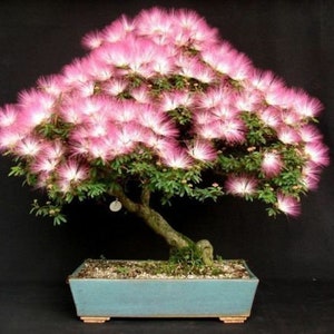 Albizia procera White Siris Tree Seeds Fast grower Twisted Trunk Perfect Bonsai Albizia procera White Siris Tree Seeds Fast grower Twisted Trunk Perfect Bonsai