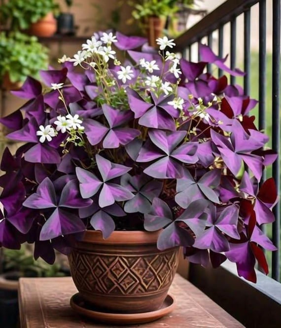 2 Zwiebeln (Oxalis Triangularis Purpurea): Lila Kleeblatt - Etsy.de