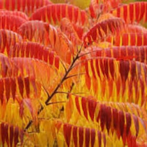 Puede incluir: Primer plano de hojas vibrantes y coloridas en tonos rojos, naranjas y amarillos. Las hojas tienen una apariencia plumosa y texturizada, con un tallo marrón oscuro. La imagen captura la belleza del follaje otoñal.