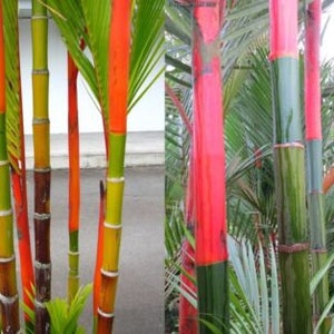 リップスティックパームの種子25個：エキゾチックな熱帯植物、珍しいヤシの木