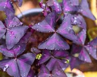 Firmiana Colorata (Sterculia Colorata) | 珍しい熱帯樹木の苗木