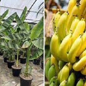 20 x musa yunnanensis seeds yunnan banana.