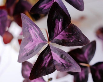 8 x oxalis triangularis purpurea bulbs.Purple Butterfly Plant  Easy Houseplant  Garden Plant Purple Foliage - Very Easy to Grow, Shamrock