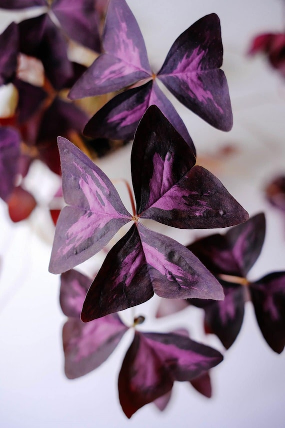 8 Oxalis Triangularis Purpurea Blumenzwiebeln: Lila Shamrock - Etsy.de