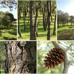 May include: A collage featuring a pine forest with green grass, tall brown tree trunks, a dirt path, a close-up of textured grey and brown tree bark, and a single brown pinecone hanging from a light-coloured branch against a bright sky.