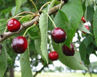 10 x graines de cerisier sauvage, (prunus avium)