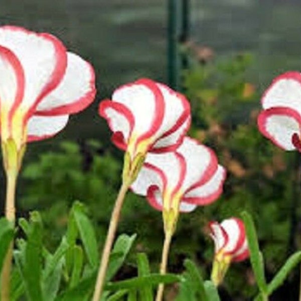 3 bulbes d'oxalis versicolor. canne en bonbon, oseille