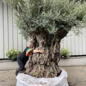Olive Tree Seeds - 20 Olea Seeds Grow Your Own Olive Tree
