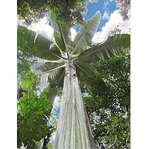 Sällsynta Musa Ingens bananfrön: Världens största ätbara träd (4 frön)