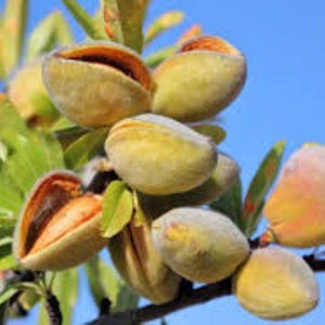 Almond tree 3 x seeds (Prunus amygdalus 'amara') Free UK Delivery !