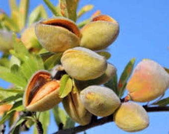アーモンドの木 種子 3 個 (Prunus amygdalus 'amara') 英国への送料無料!