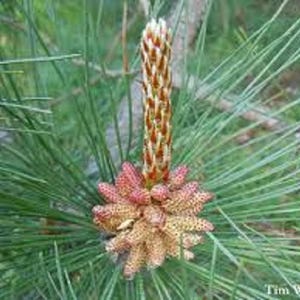 25 semillas de pino sikang (pinus densata)