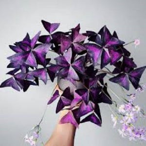 Oxalis Triangularis Purpurea Bulbs: Purple Shamrock.