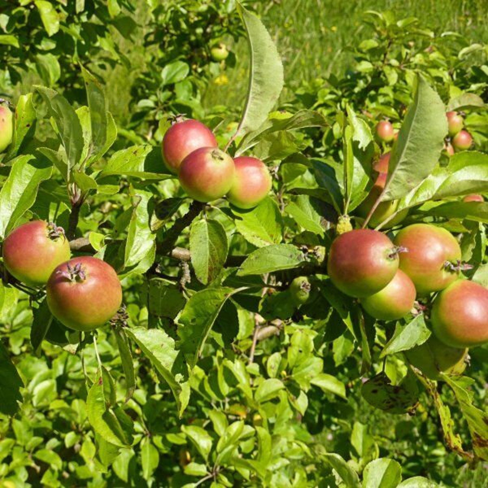 16 X Mixed Fruit Tree Seeds. 2 X Seeds From 8 Varieties. Etsy