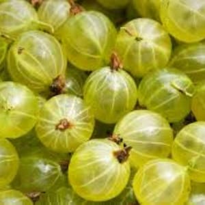 Grosella espinosa india (Phyllanthus Emblica) 10 semillas ¡Entrega gratuita en el Reino Unido!