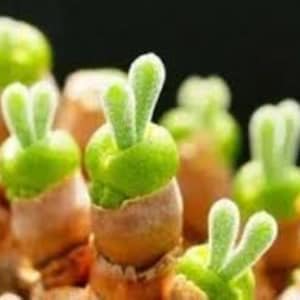 10 x Seeds Monilaria moniliformis ‘Bunny Ear’ Succulent seeds living stones