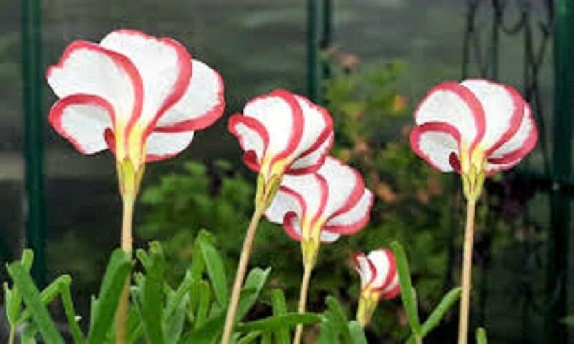 15 X Oxalis Versicolor Bulbs. CANDY CANE SORREL Etsy Canada