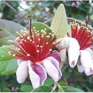 Ananas-Guave (Accca Sellowiana) 10 Samen