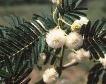 Semillas de Acacia Sieberiana - Árbol espinoso de corteza de papel - Originario de África (15 semillas) ¡Entrega gratuita en el Reino Unido!