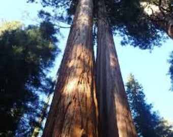 100 semillas de sequoiadendron giganteum, una secuoya gigante gigante. ¡Envío gratuito al Reino Unido!