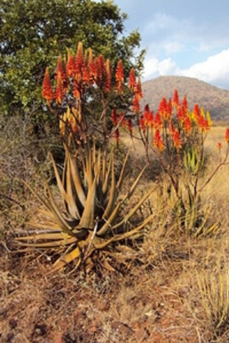 25 x aloe cryptopoda seeds image 3