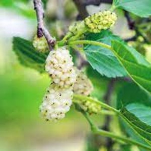20 x white mulberry tree seeds.  morus alba