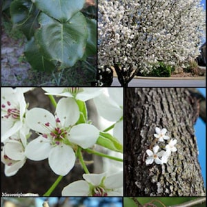 Puede incluir: Un collage de imágenes que muestran un árbol en diferentes etapas. Incluye primeros planos de hojas verdes, flores blancas con centros rojos, un tronco de árbol con flores, una rama con brotes y frutos verdes y redondos. El árbol está en plena floración.