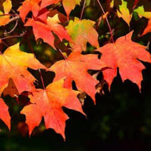 10 Sugar Maple Tree Seeds: Acer Saccharum, Autumn Color Free UK Delivery !