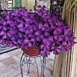 3 x oxalis triangularis purpurea bulbs.Purple Butterfly Plant Easy Houseplant Garden Plant Purple Foliage Very Easy to Grow, Shamrock image 8