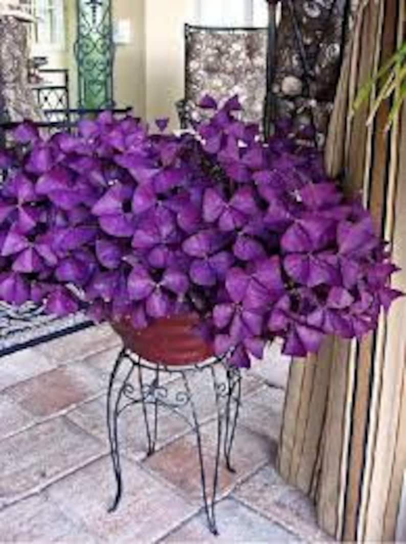 3 x oxalis triangularis purpurea bulbs.Purple Butterfly Plant Easy Houseplant Garden Plant Purple Foliage Very Easy to Grow, Shamrock image 8