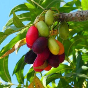 May include: A cluster of oval-shaped fruits hanging from a tree branch, displaying a gradient of colours including light green, bright red, deep purple, and orange, surrounded by elongated green leaves against a clear blue sky background.