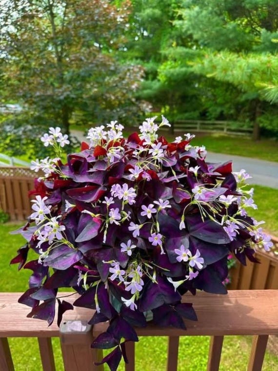 Oxalis Triangularis Purpurea 5 Bulbs, Purple Butterfly Shamrock Plant, Easy  Houseplant - Etsy Israel