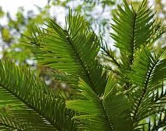 Wollemi Pine seeds x 5 Fresh, Wollemia nobilis