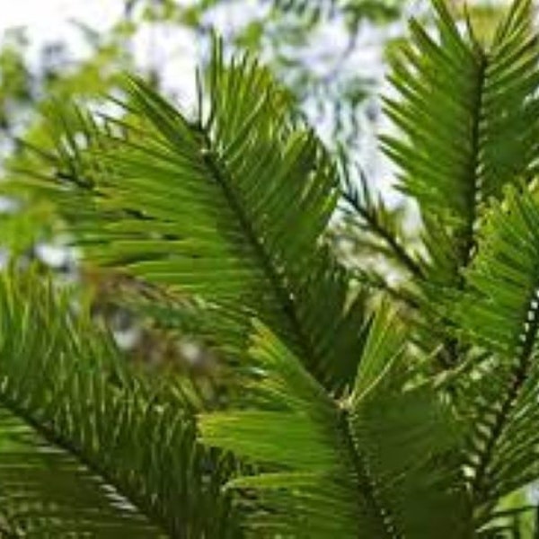 Wollemi Pine seeds x 10 Fresh, Wollemia nobilis