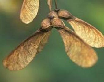 Acer Pseudoplatanus Spaethii-Acer Pseudoplatanus Atropurpureum-Acero Di Monte - Foto 4