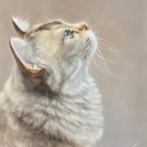 Portrait de chat pastel doux : Canson Mi Teintes Velvet