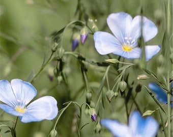 Shipping or custom order